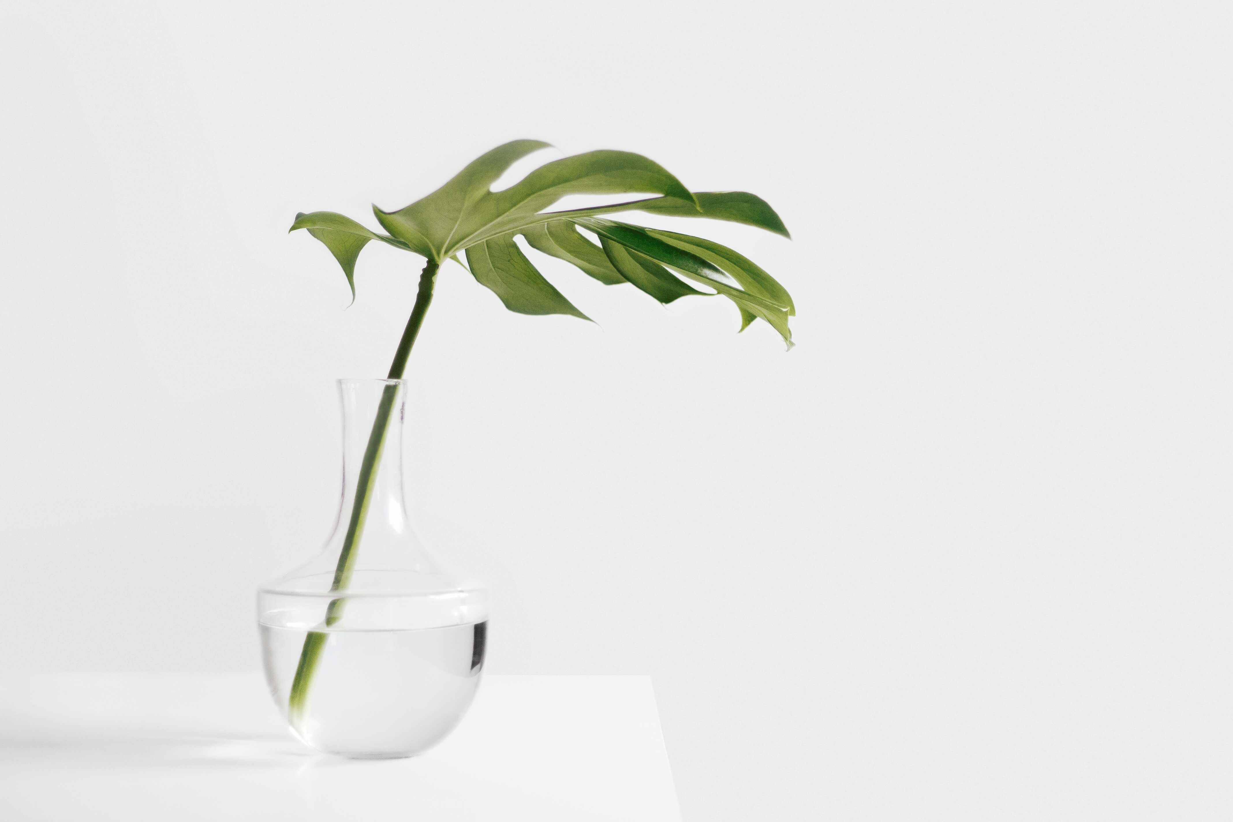 Fullscreen Fashion Plant White Leaf Flower Vase Green